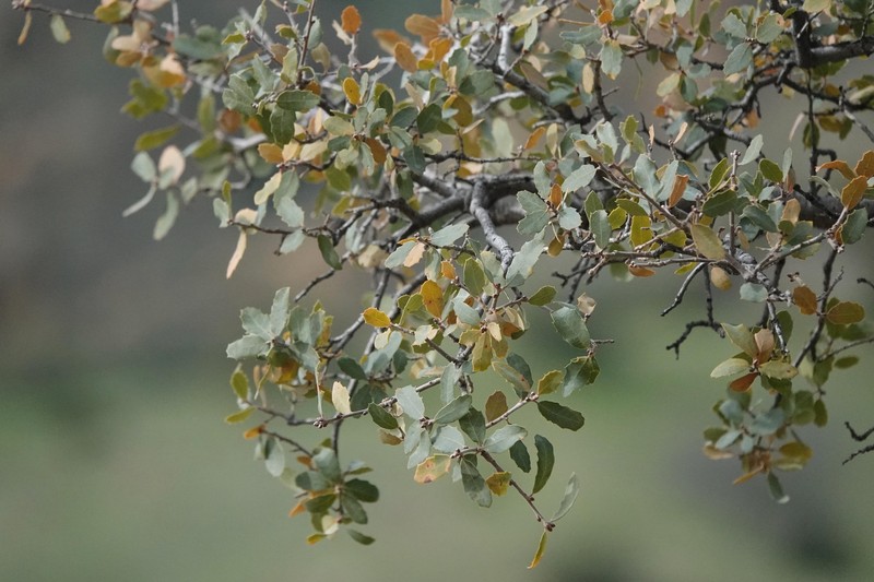 Quercus × alvordiana