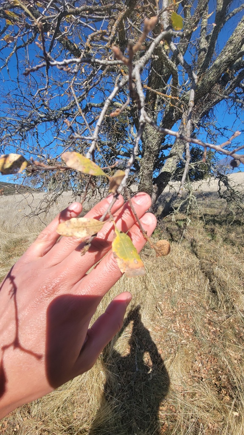 Quercus × alvordiana photo 5