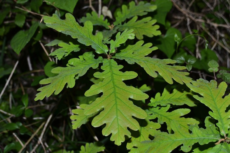 Quercus × andegavensis