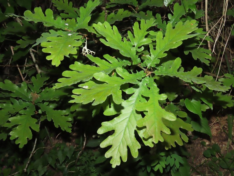 Quercus × andegavensis photo 2