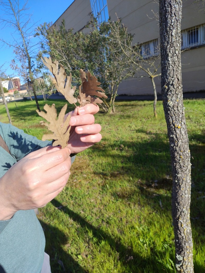Quercus × andegavensis photo 3