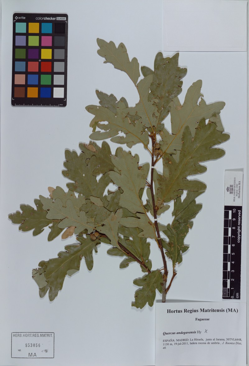Quercus × andegavensis photo 4