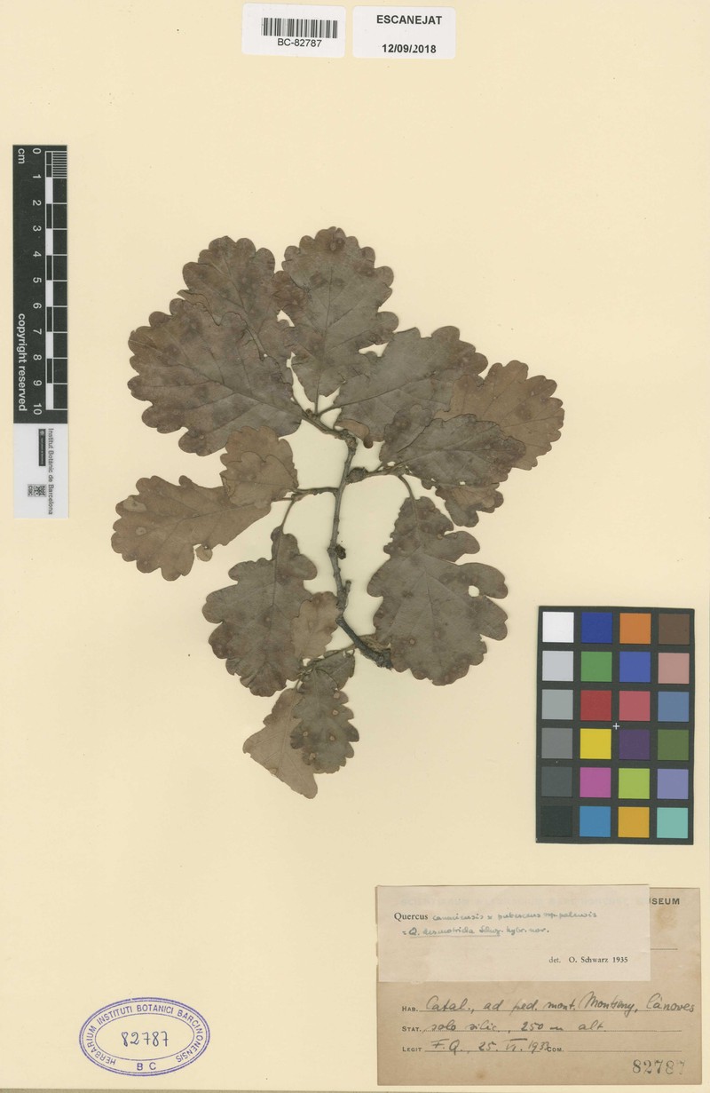 Quercus × anselmii