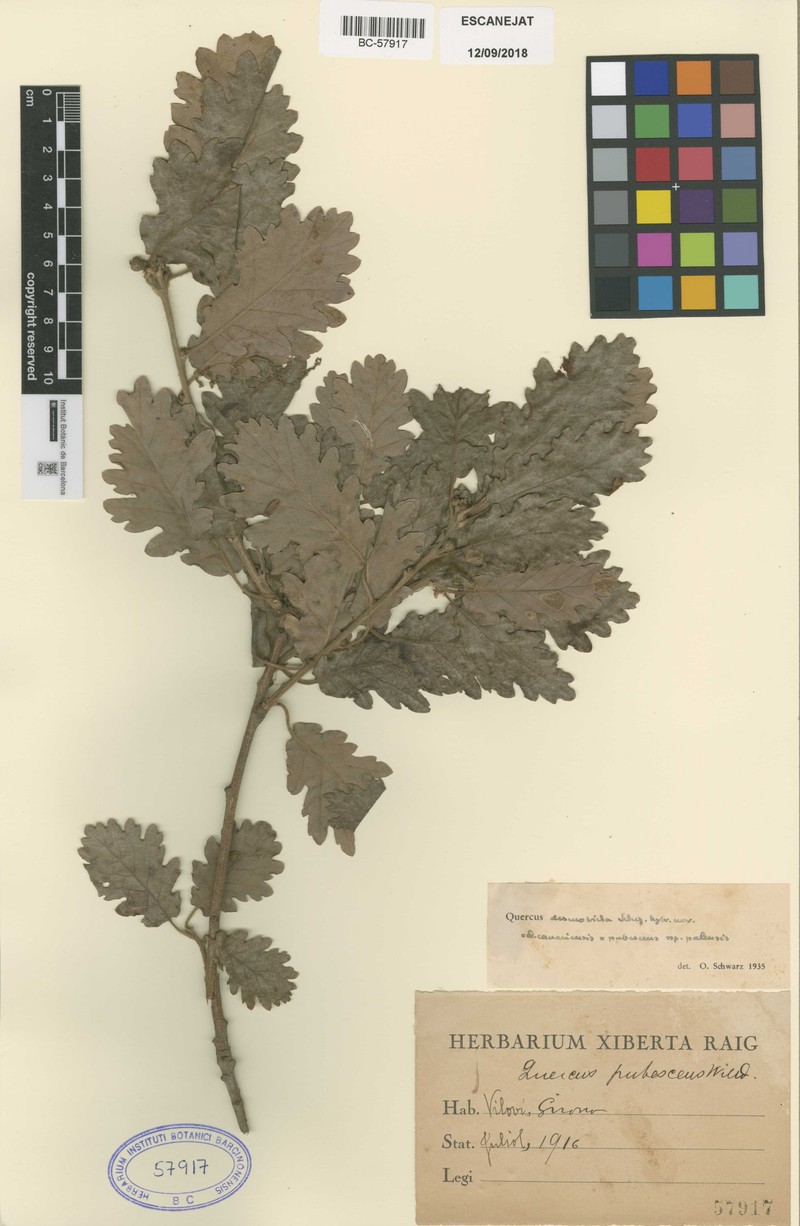 Quercus × anselmii photo 2