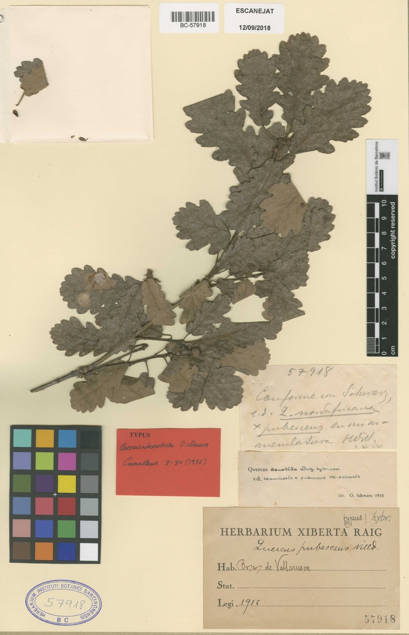 Quercus × anselmii photo 3