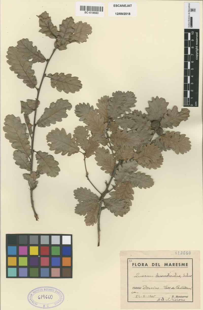 Quercus × anselmii photo 5