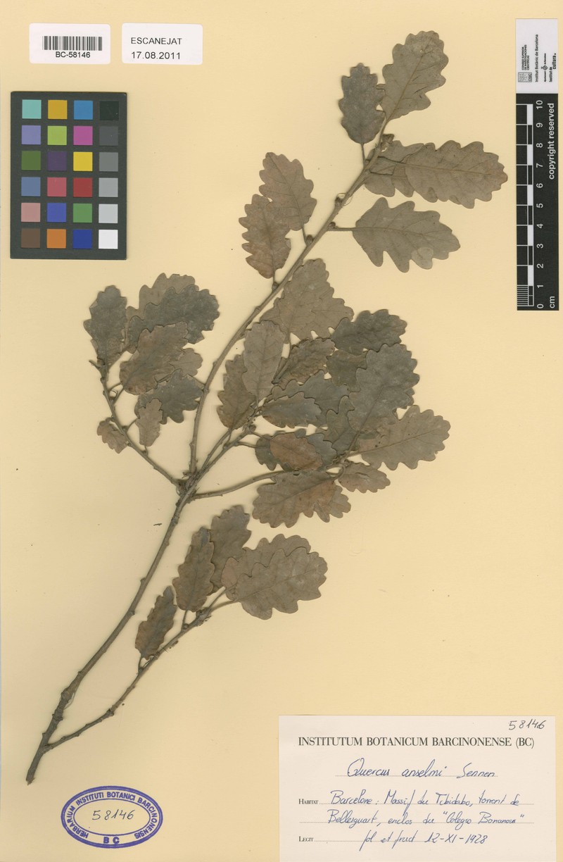 Quercus × anselmii photo 6
