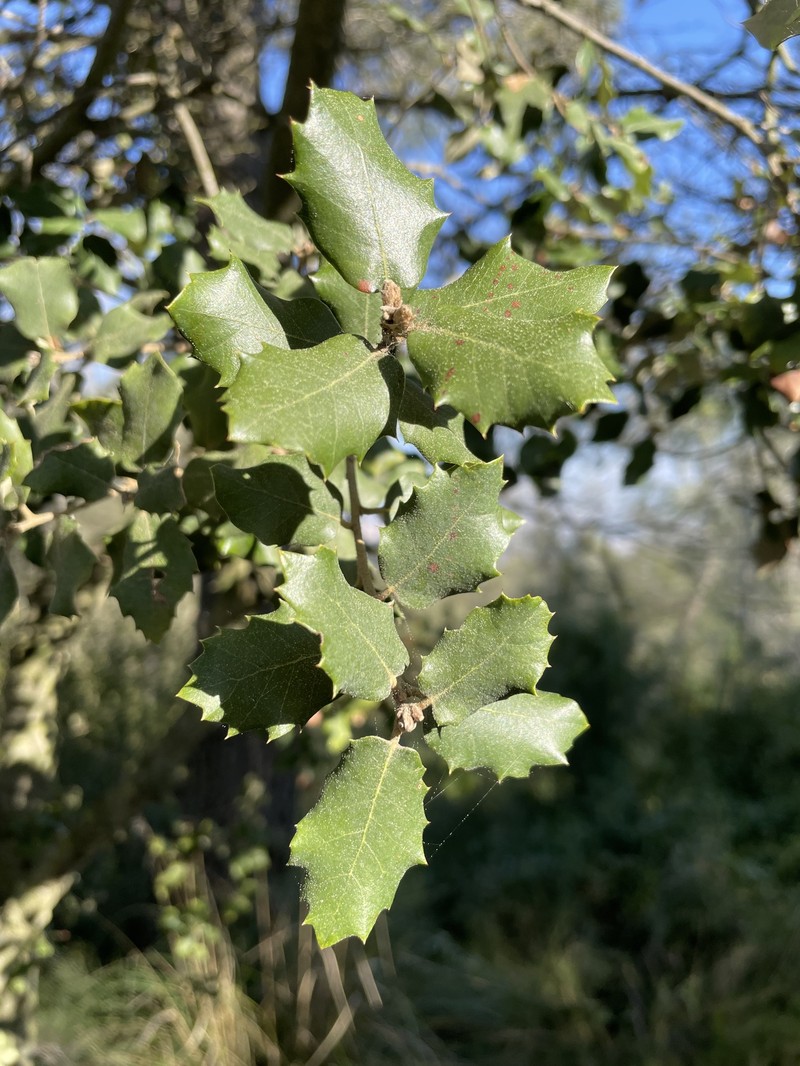 Quercus × autumnalis photo 2