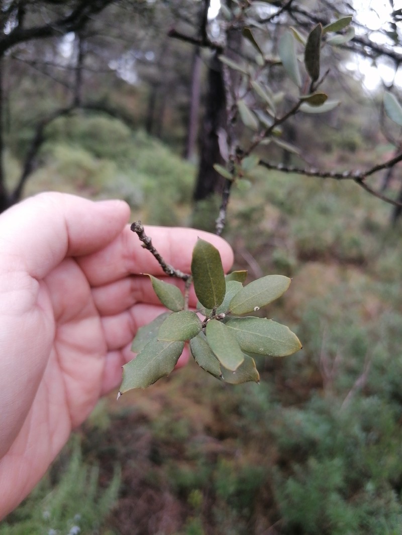 Quercus × autumnalis photo 3