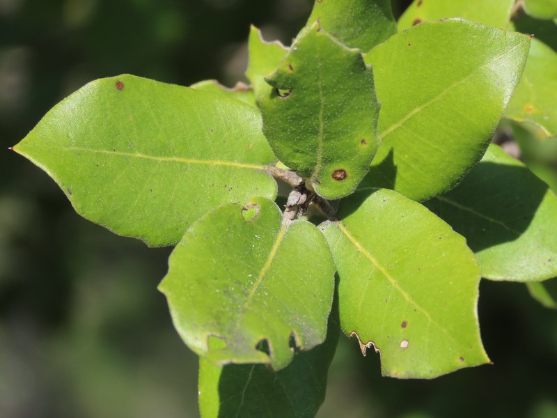 Quercus × autumnalis photo 5