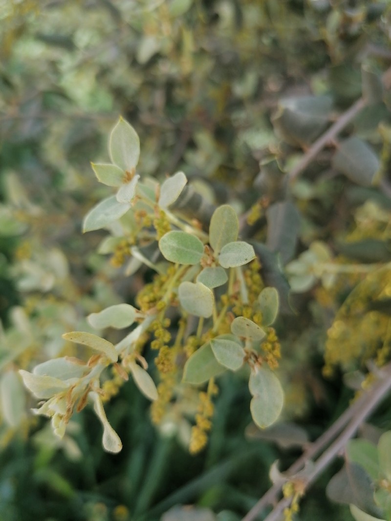 Quercus × autumnalis photo 6