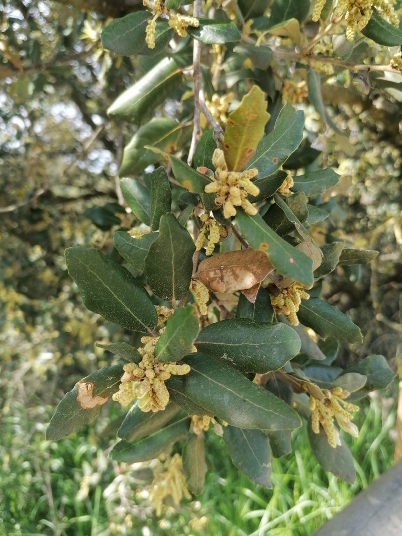 Quercus × autumnalis photo 7