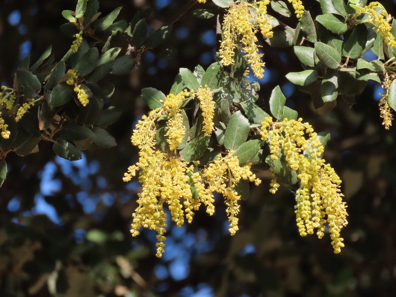 Quercus × autumnalis photo 8
