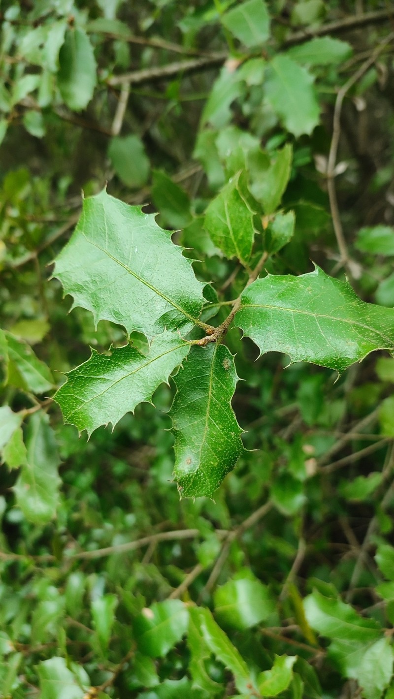 Quercus × auzendei
