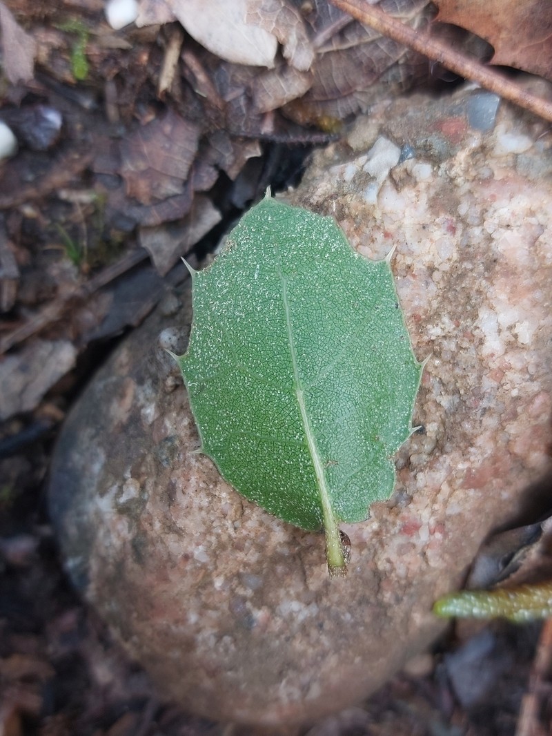Quercus × auzendei photo 2