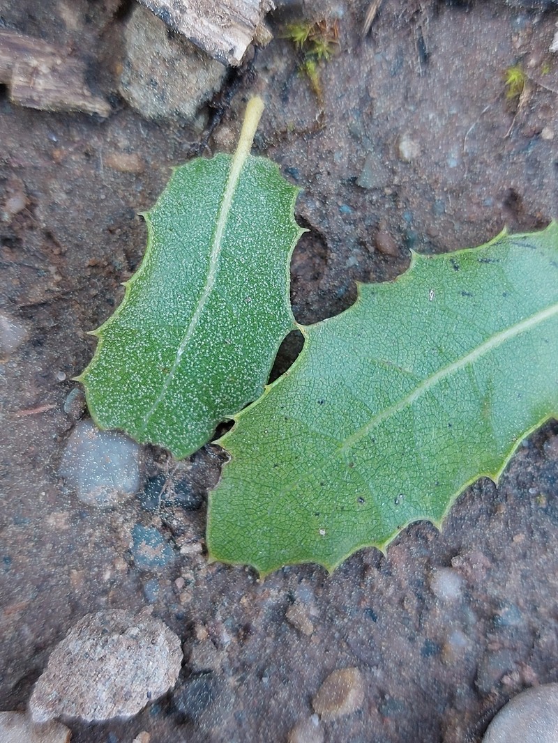 Quercus × auzendei photo 3