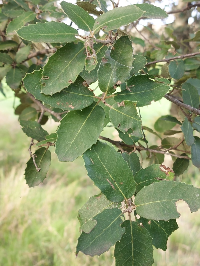 Quercus × auzendei photo 4