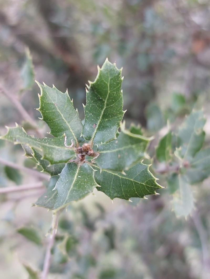 Quercus × auzendei photo 5