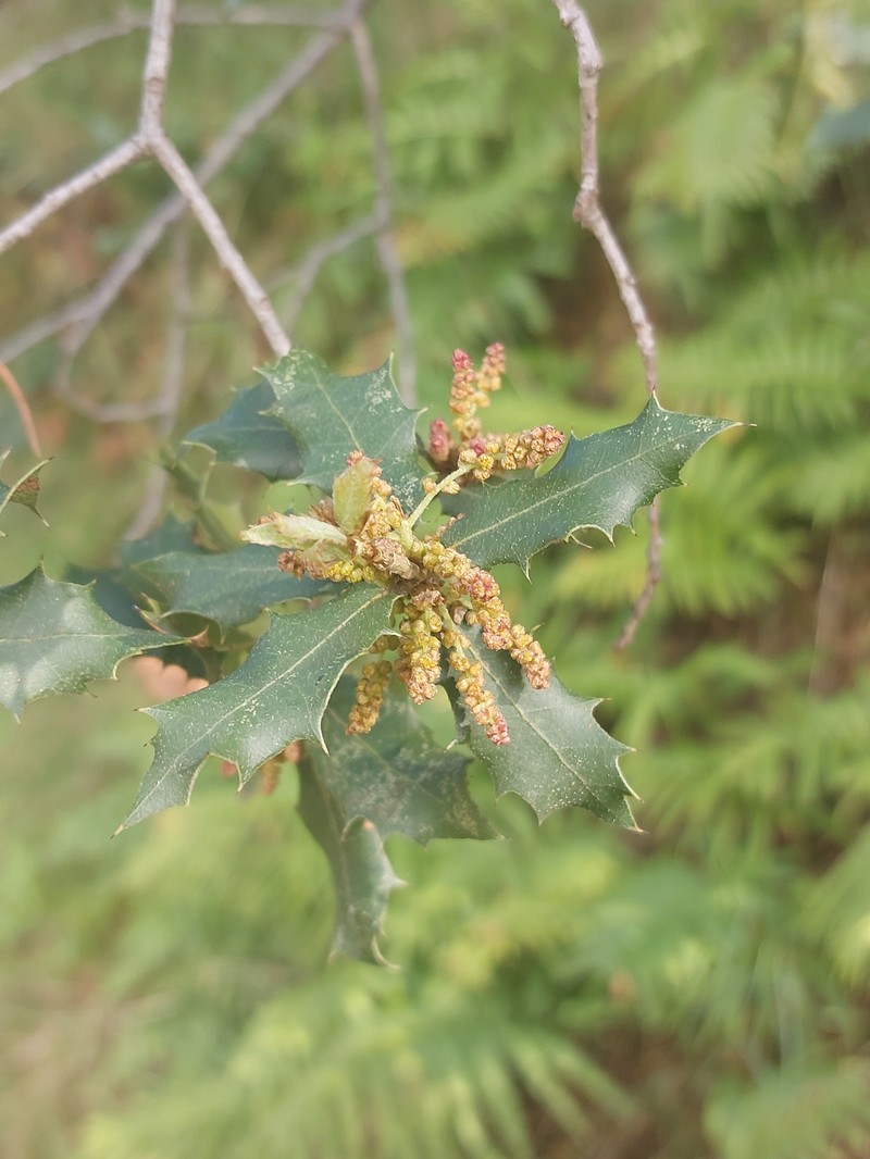 Quercus × auzendei photo 6