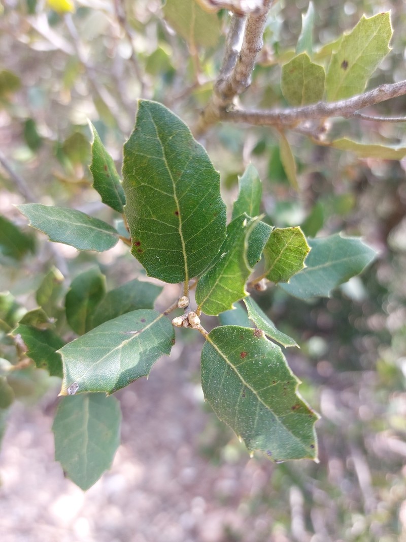 Quercus × auzendei photo 7