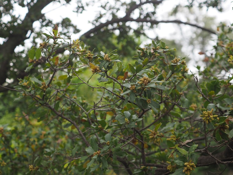 Quercus × auzendei photo 8