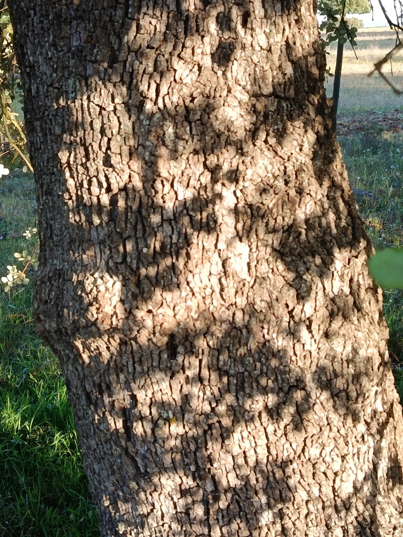 Quercus × avellaniformis