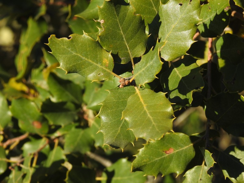 Quercus × avellaniformis photo 2
