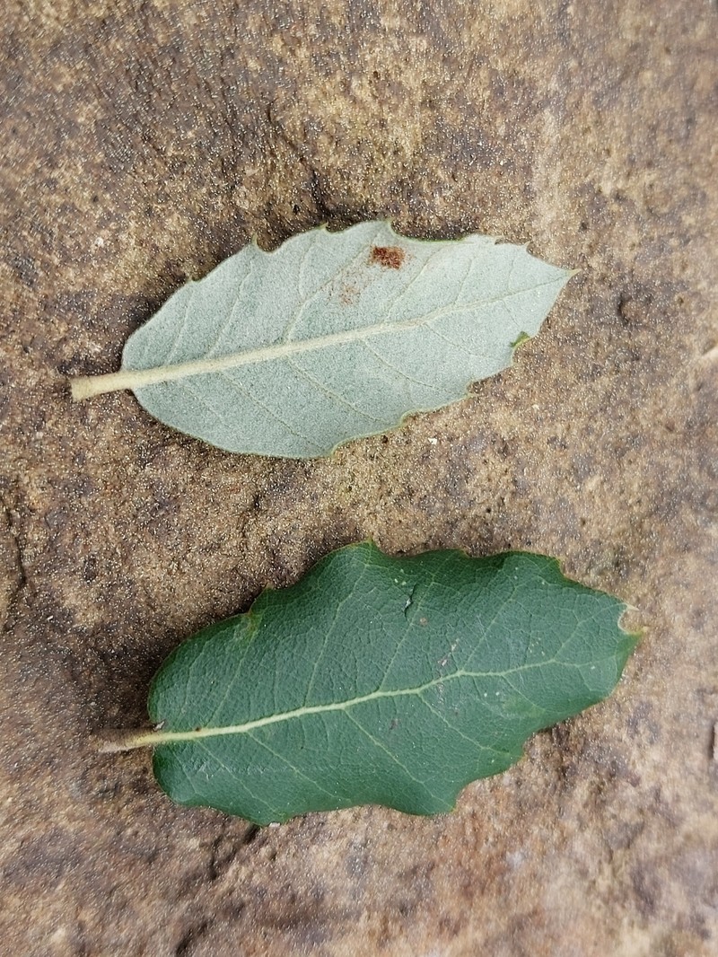 Quercus × avellaniformis photo 3