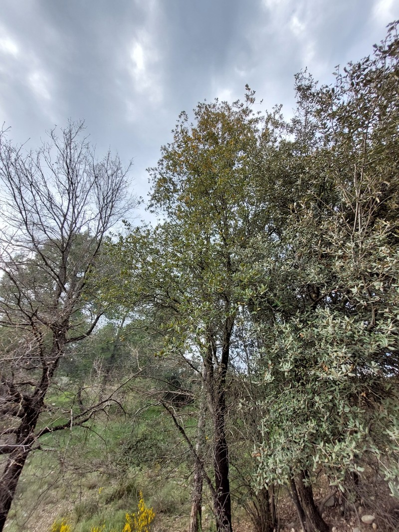Quercus × avellaniformis photo 4