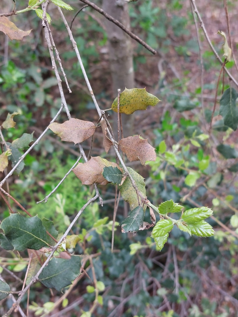 Quercus × avellaniformis photo 5
