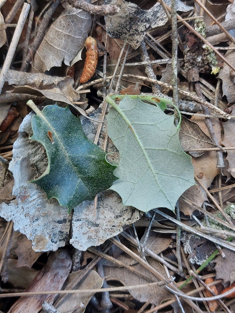 Quercus × avellaniformis photo 6
