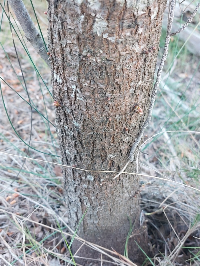 Quercus × avellaniformis photo 7