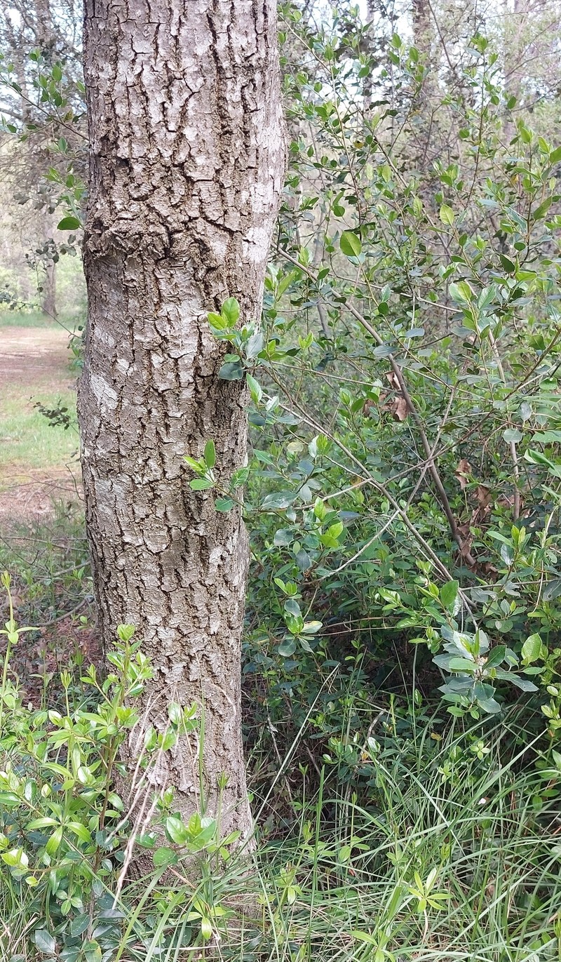 Quercus × avellaniformis photo 8