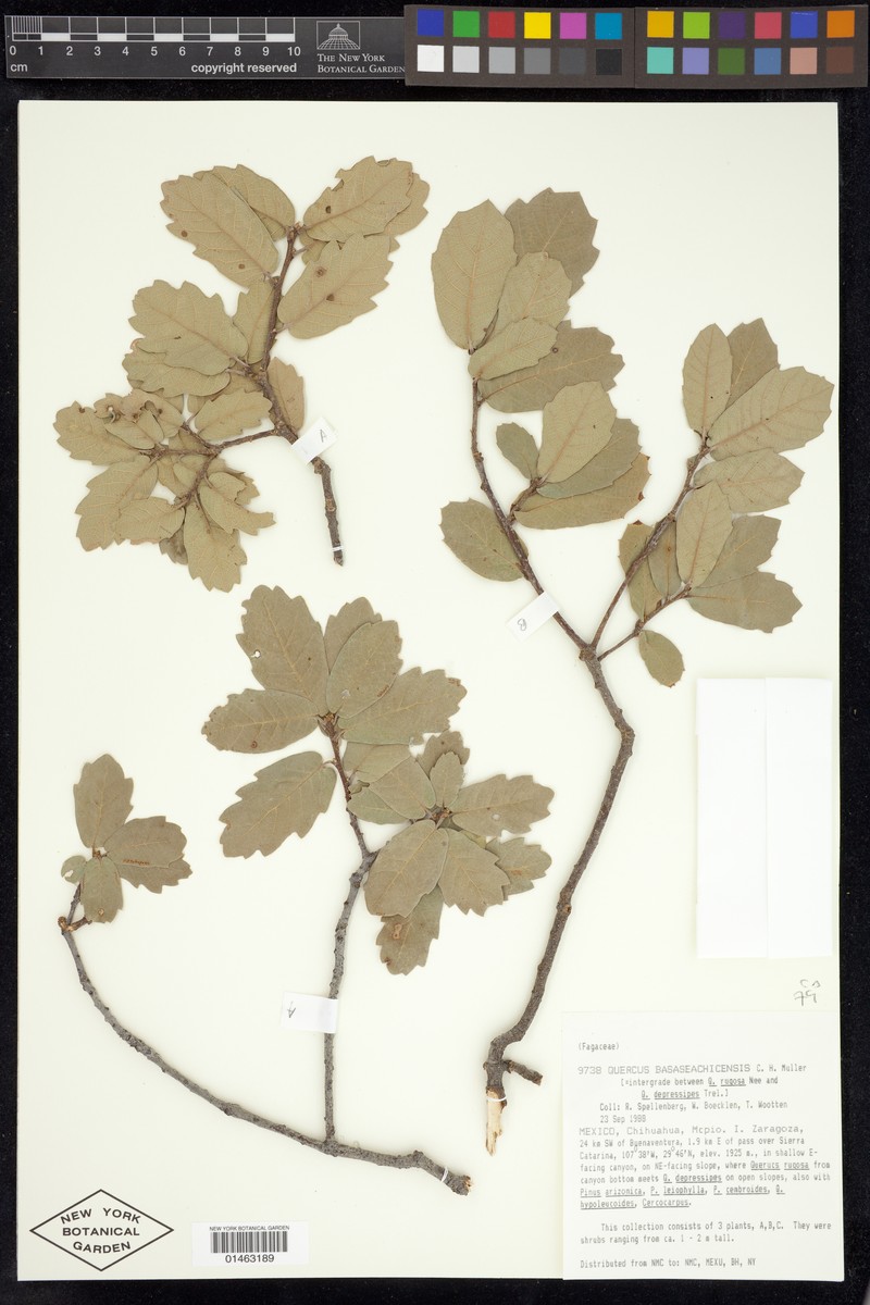 Quercus × basaseachicensis