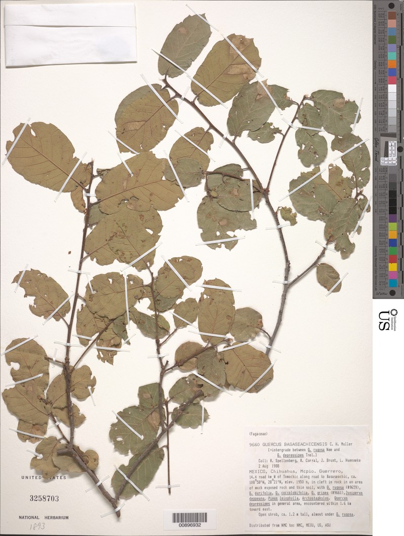 Quercus × basaseachicensis photo 3