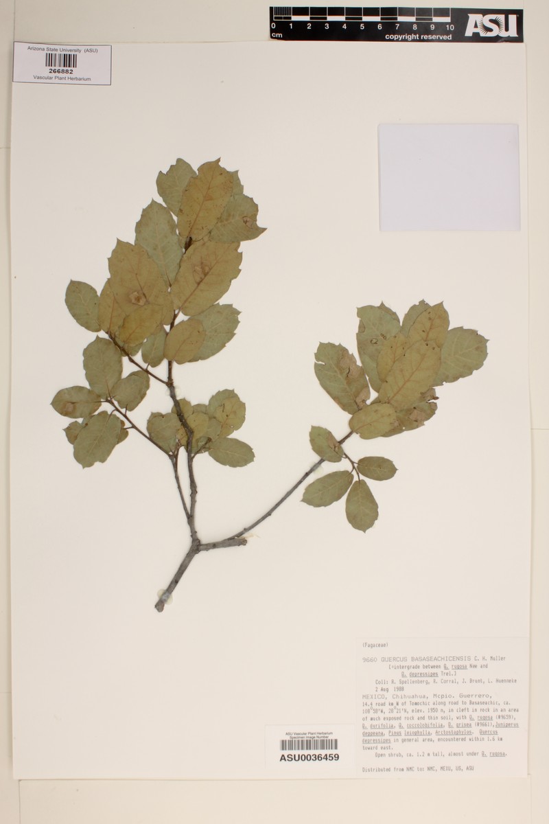 Quercus × basaseachicensis photo 4