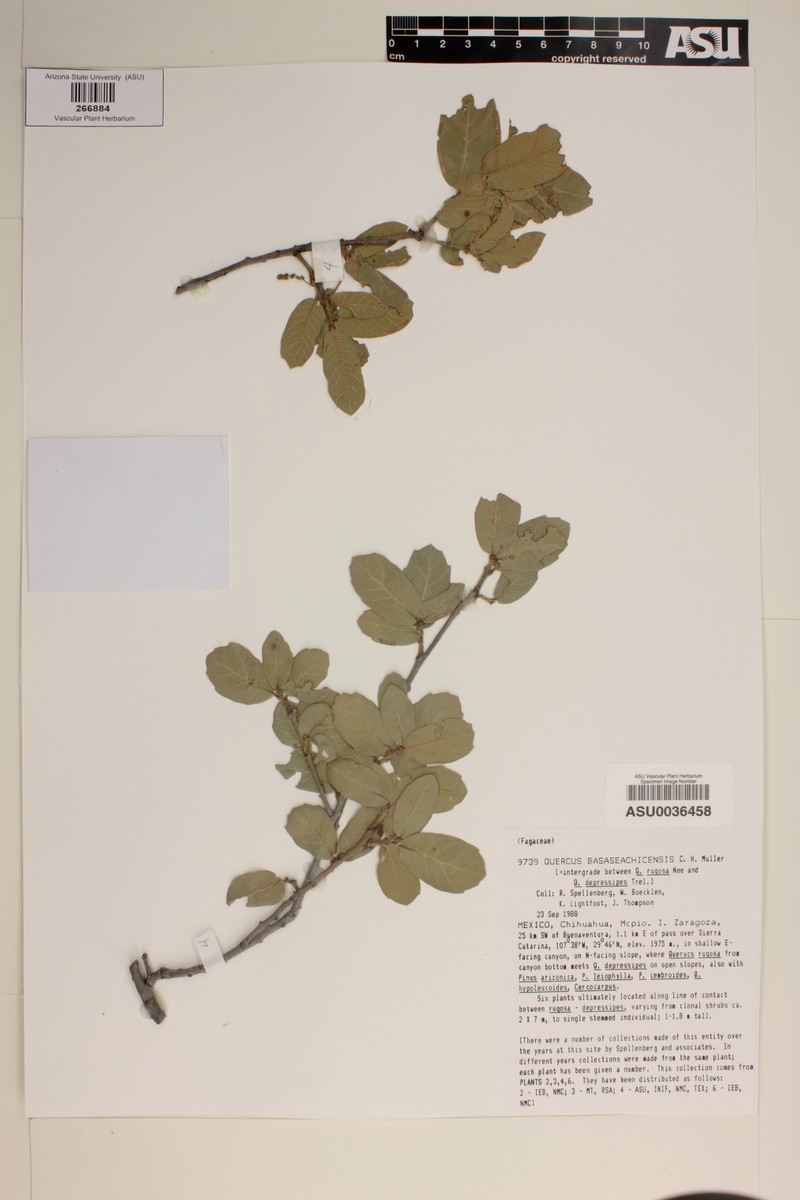 Quercus × basaseachicensis photo 5
