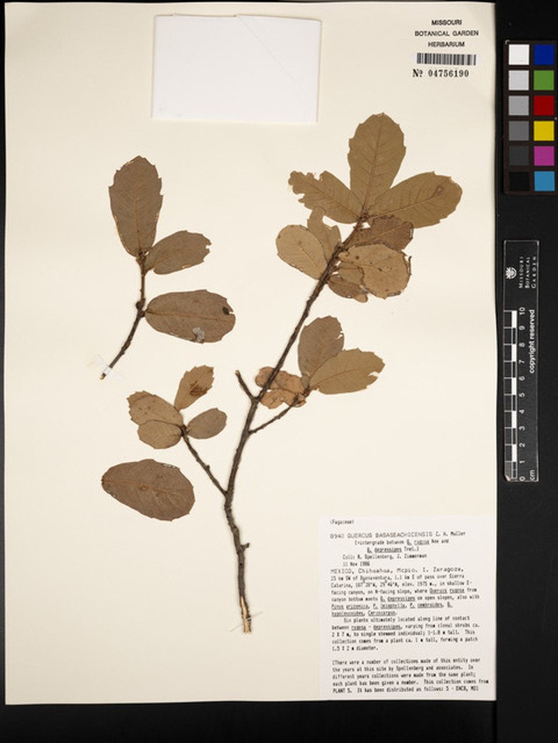 Quercus × basaseachicensis photo 6