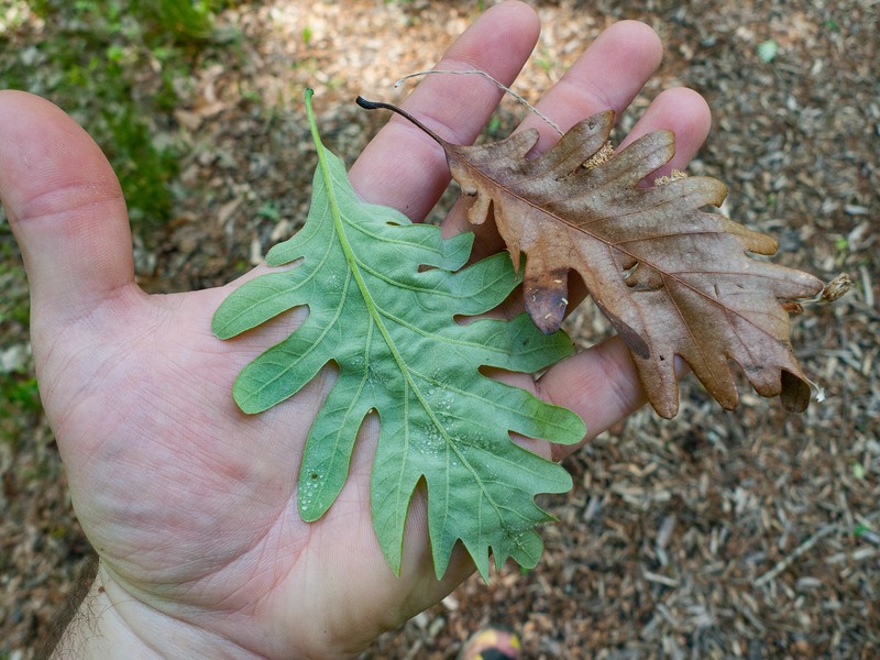 Beadle Oak