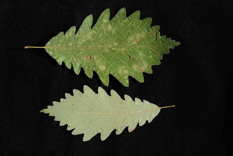 Beadle Oak photo 2