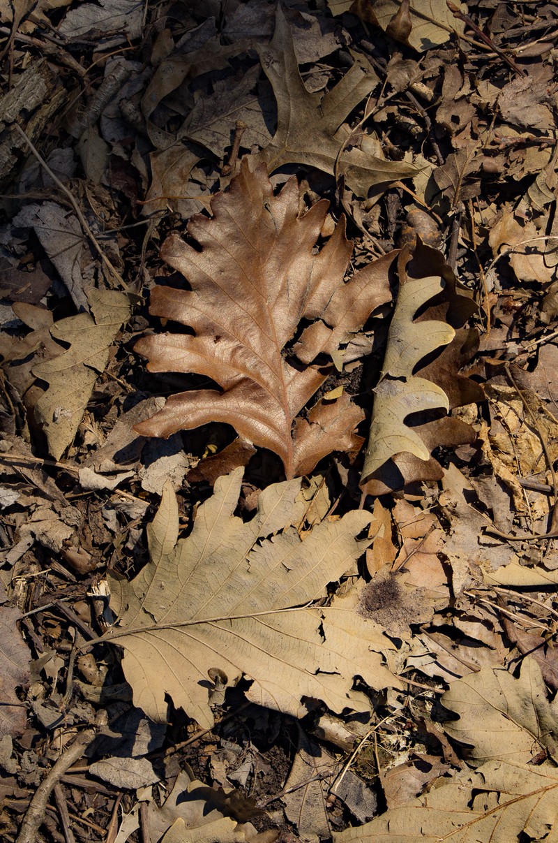Beadle Oak photo 3