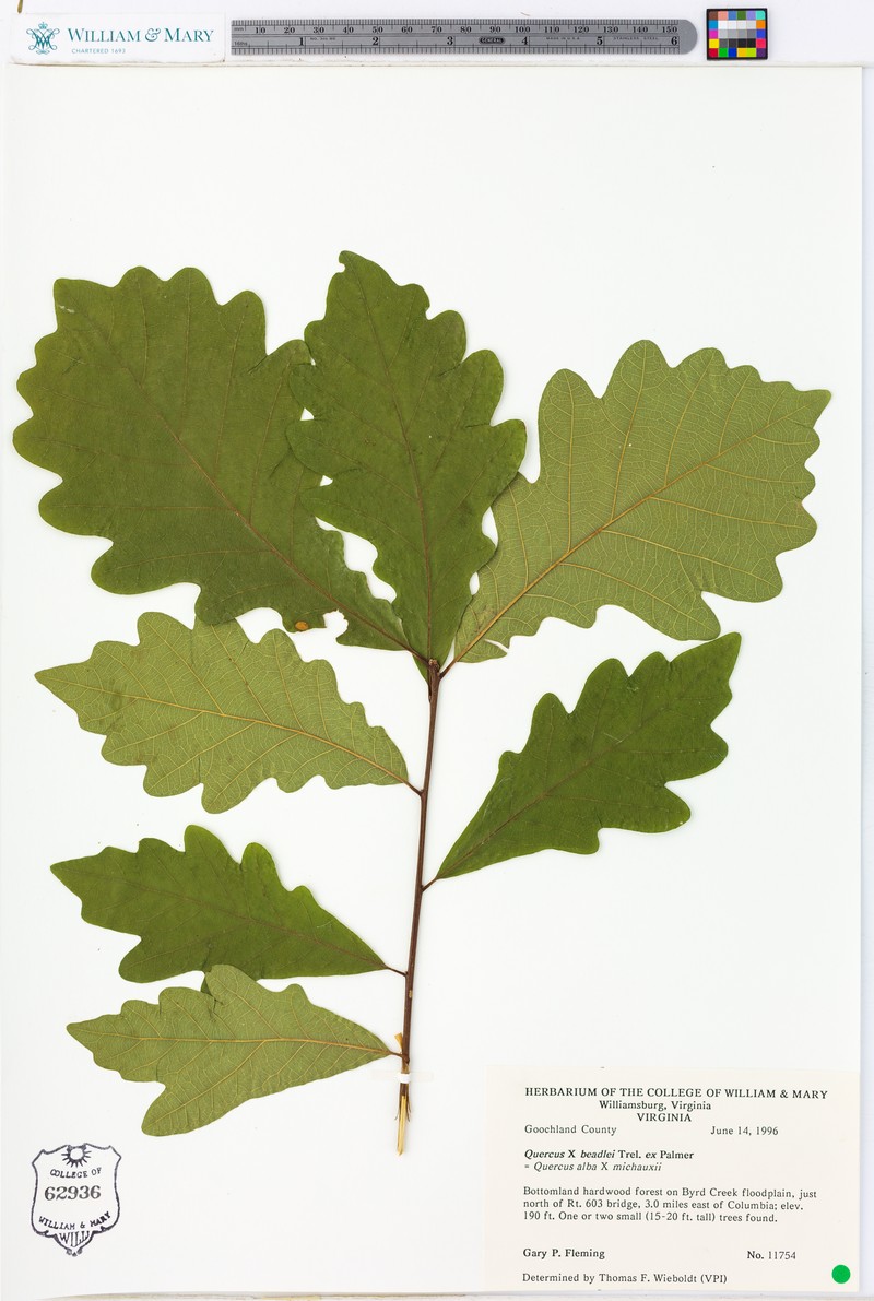 Beadle Oak photo 4