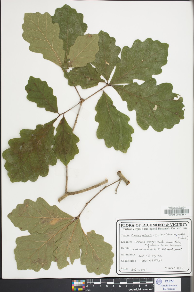 Beadle Oak photo 5