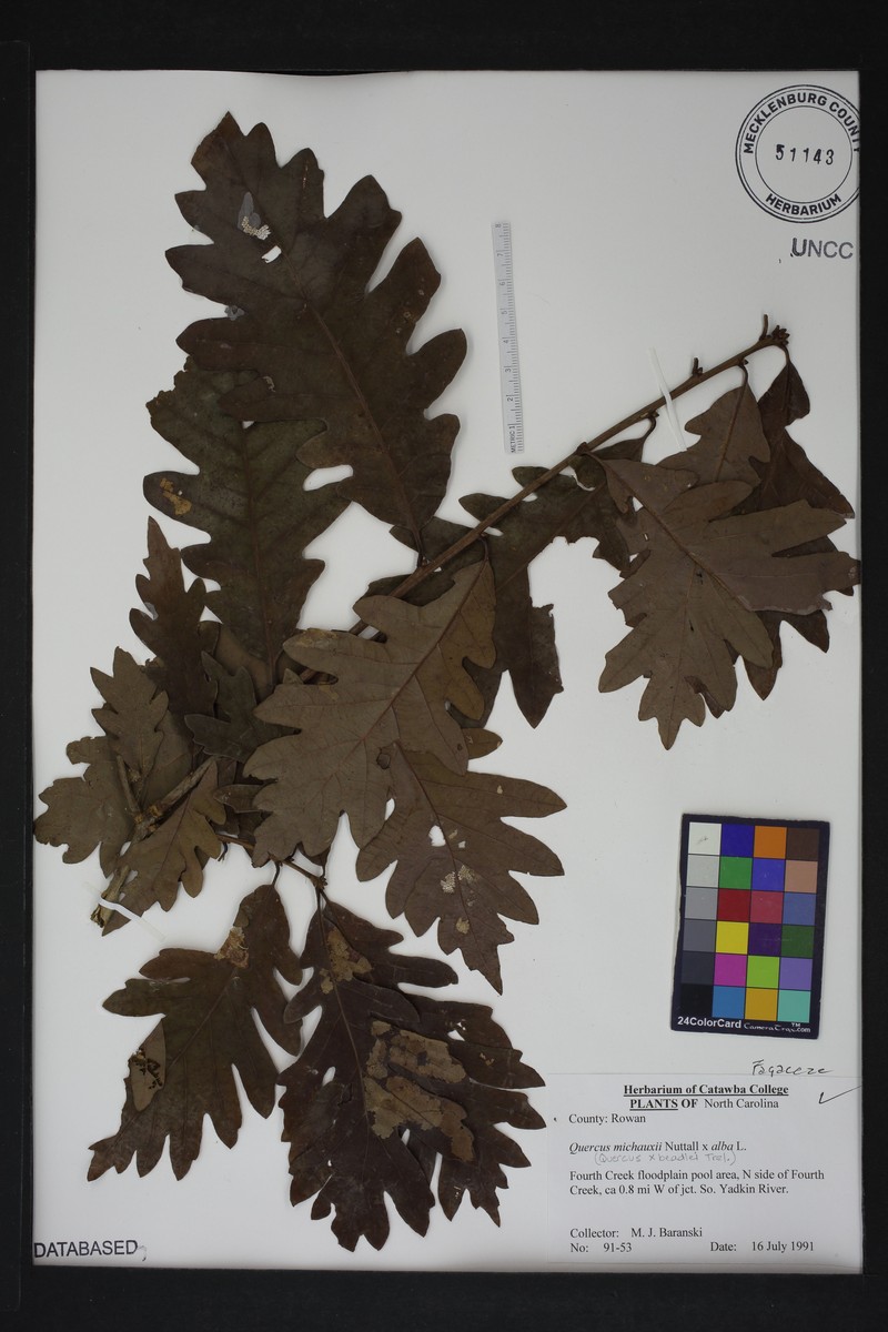 Beadle Oak photo 6