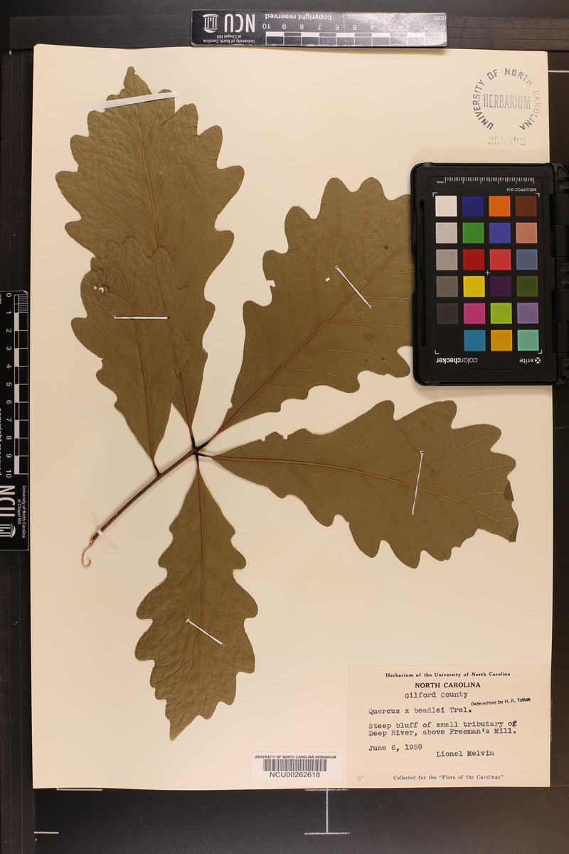 Beadle Oak photo 7
