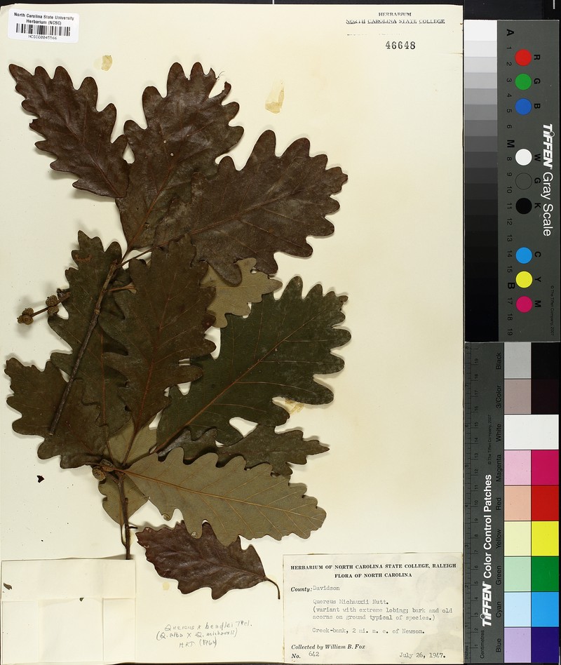 Beadle Oak photo 8