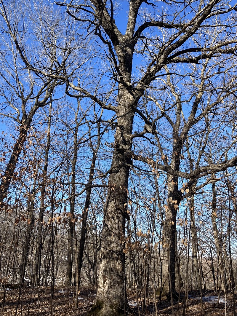 hybrid oak