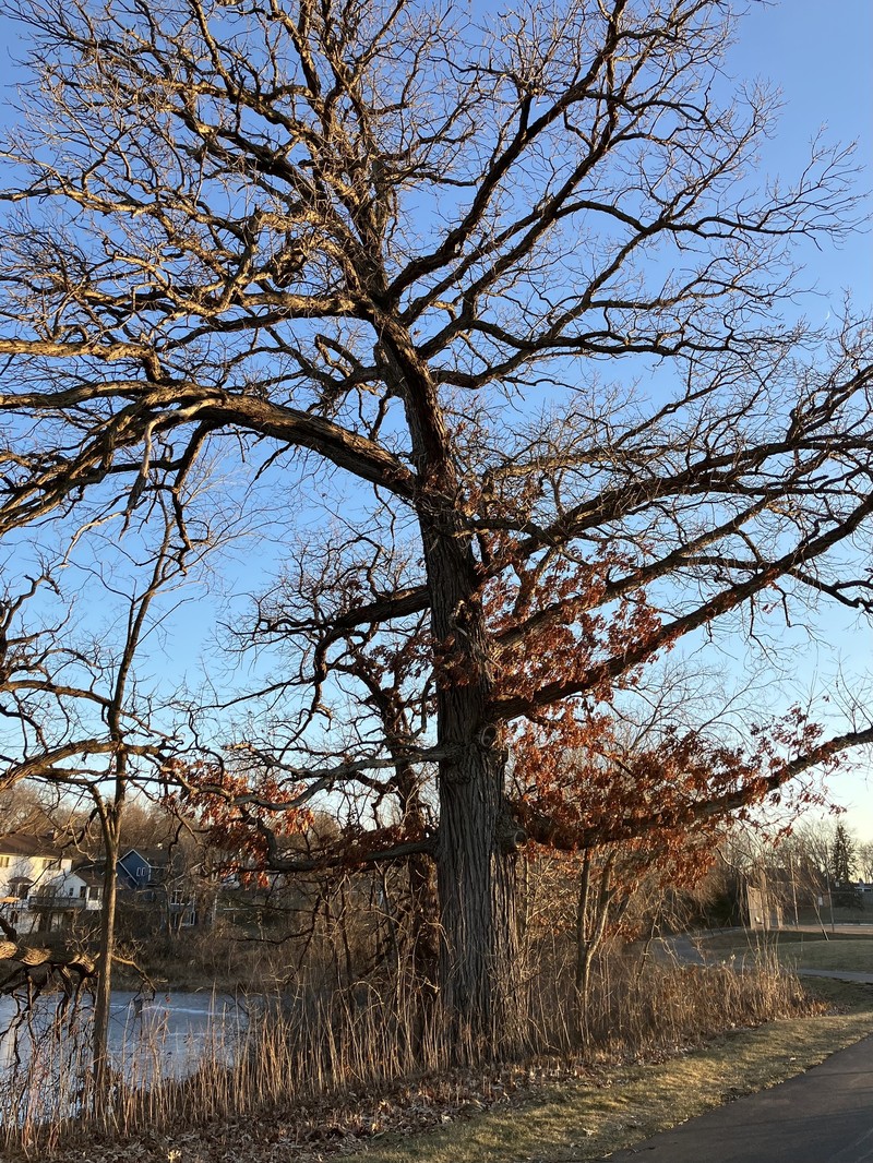 hybrid oak photo 2