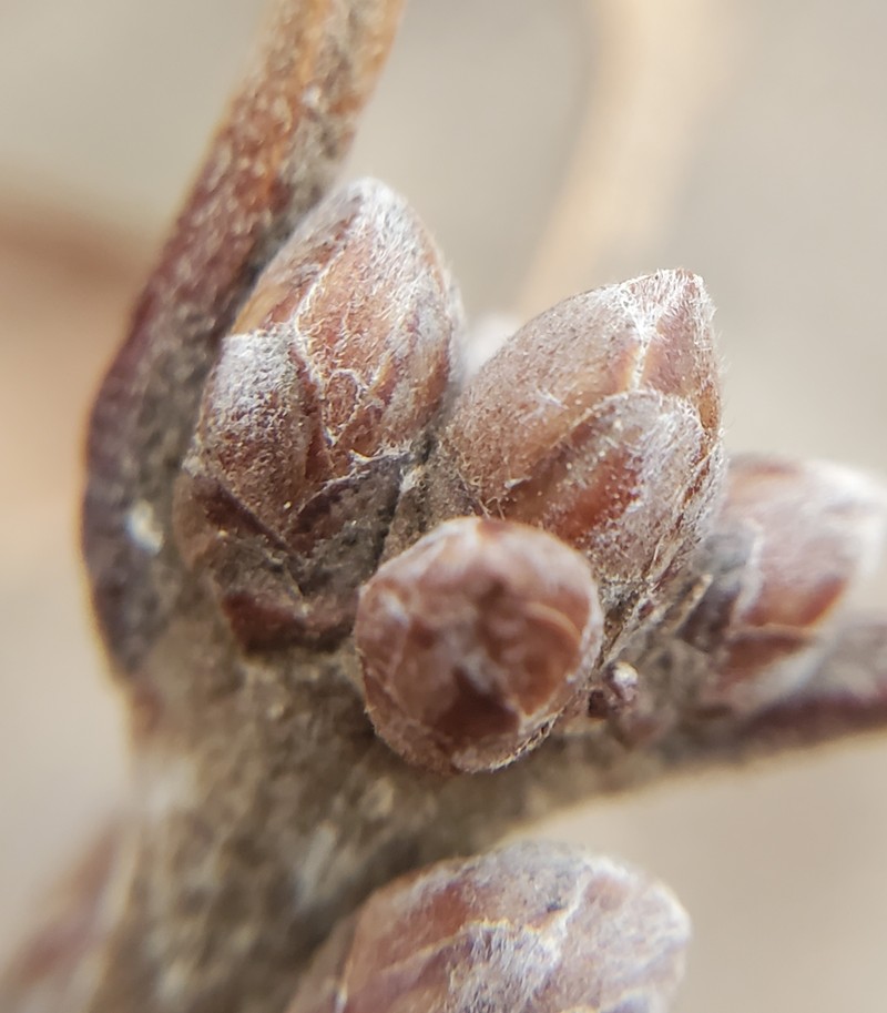 hybrid oak photo 3