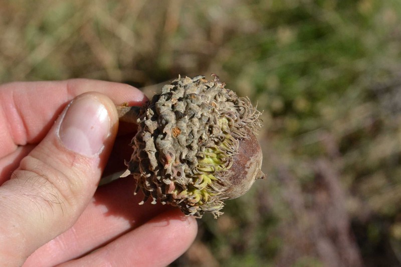 hybrid oak photo 4